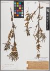 Foto von Salix eleagnos subsp. angustifolia (Cariot) Rech. f.